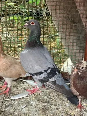Racing Homer Pigeon