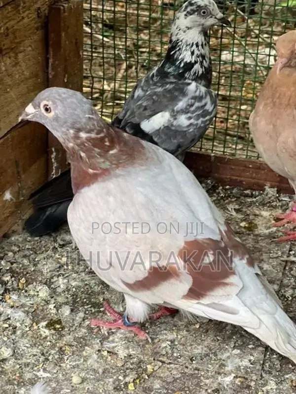 Racing Homer Pigeon