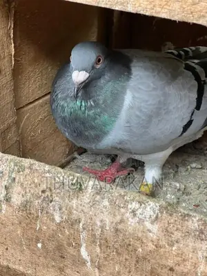 Racing Homer Pigeon