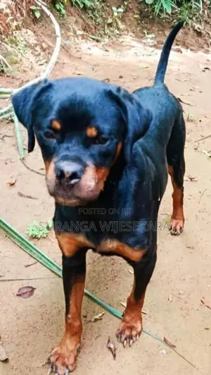 Rottweiler