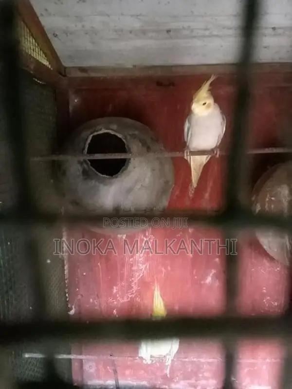Love Birds With Cocktail Vikineemata Atha
