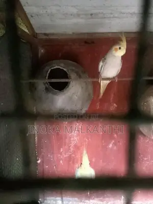 Love Birds With Cocktail Vikineemata Atha