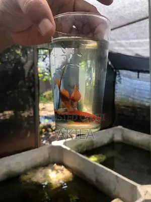Swordtail