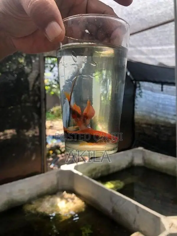 Swordtail