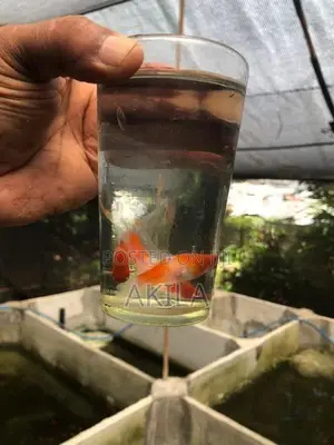 Swordtail