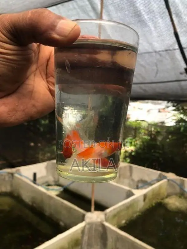 Swordtail