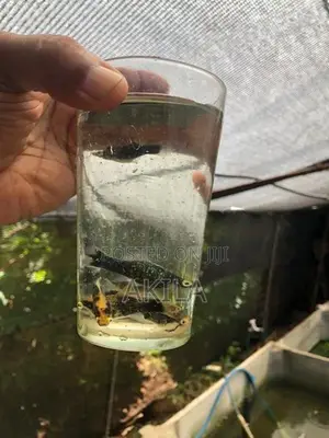 Swordtail