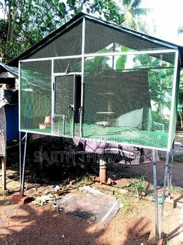 Pigeon Cage