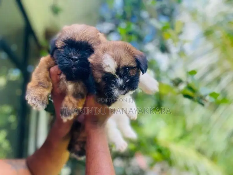 Shih Tzu Puppies