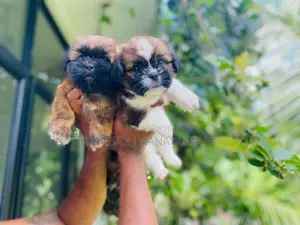 Shih Tzu Puppies