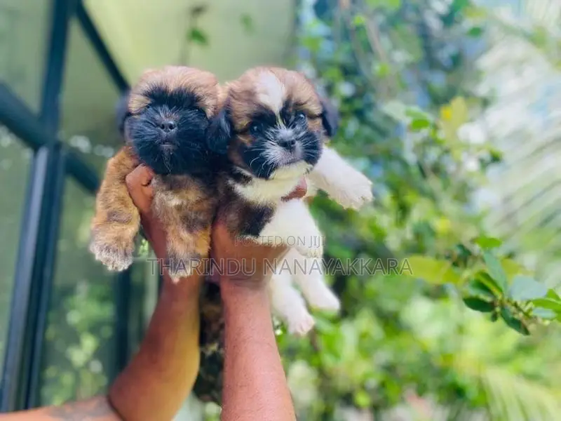 Shih Tzu Puppies