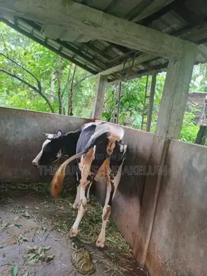 Friesian Cow