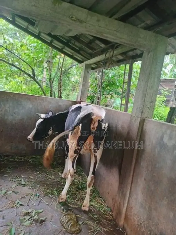Friesian Cow