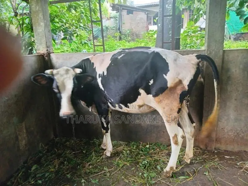 Friesian Cow