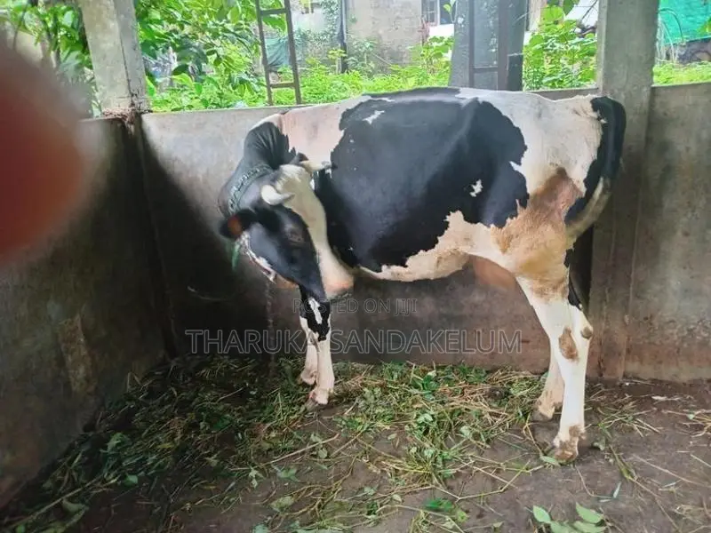 Friesian Cow