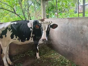 Friesian Cow
