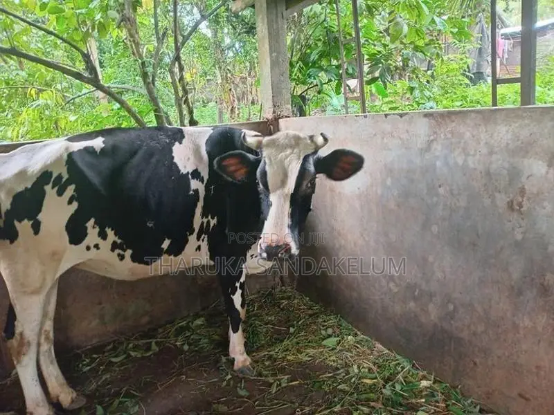 Friesian Cow