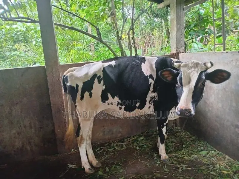 Friesian Cow