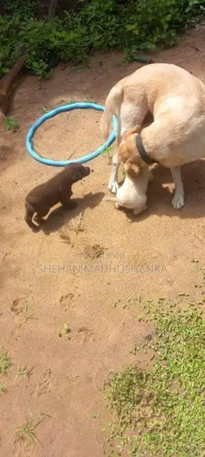 Labrador Puppies...