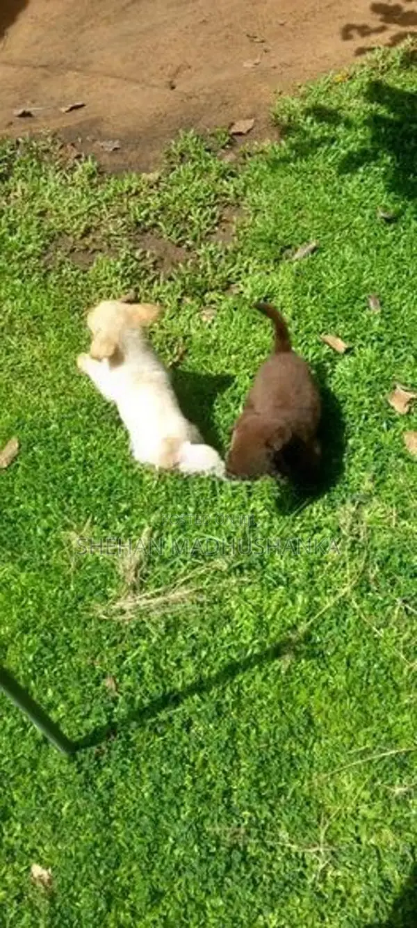 Labrador Puppies...