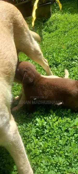 Labrador Puppies...