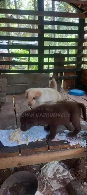 Labrador Puppies...