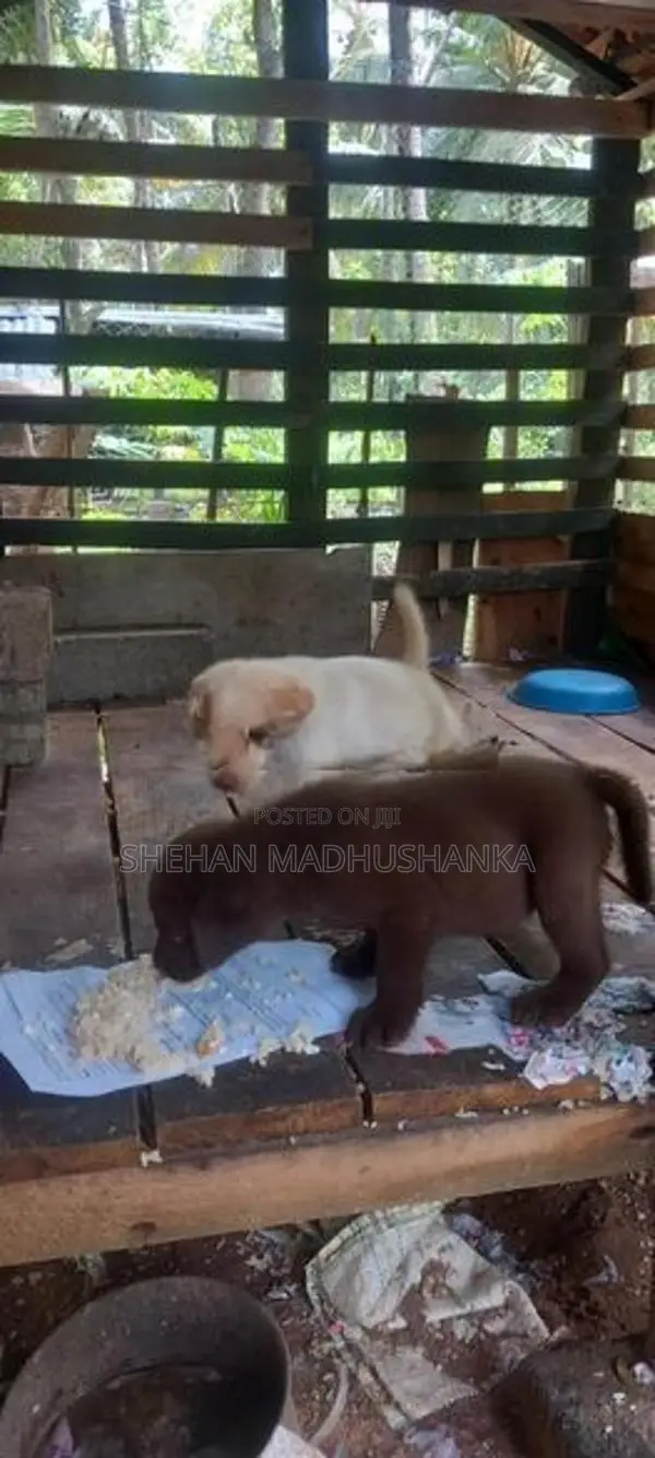 Labrador Puppies...
