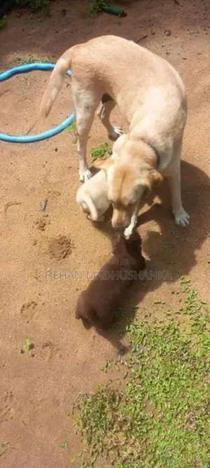 Labrador Puppies...