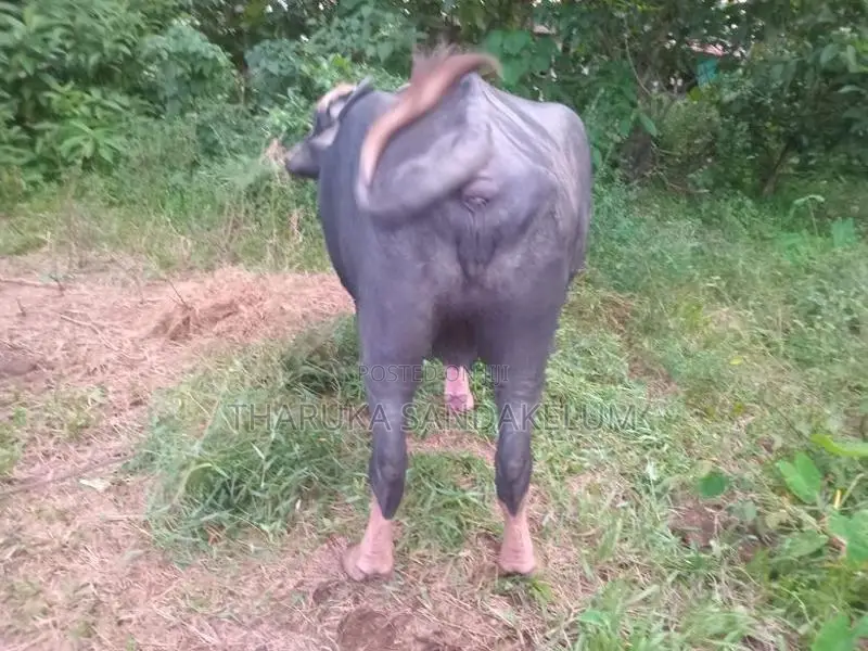 Farm Cow
