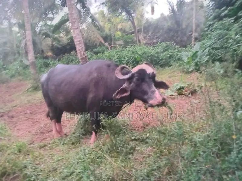 Farm Cow