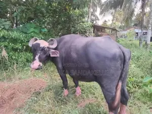 Farm Cow