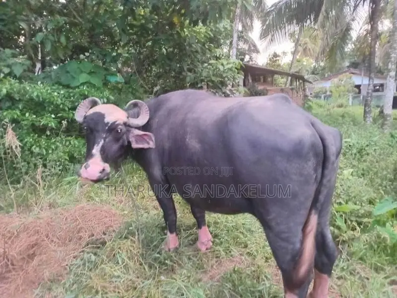 Farm Cow