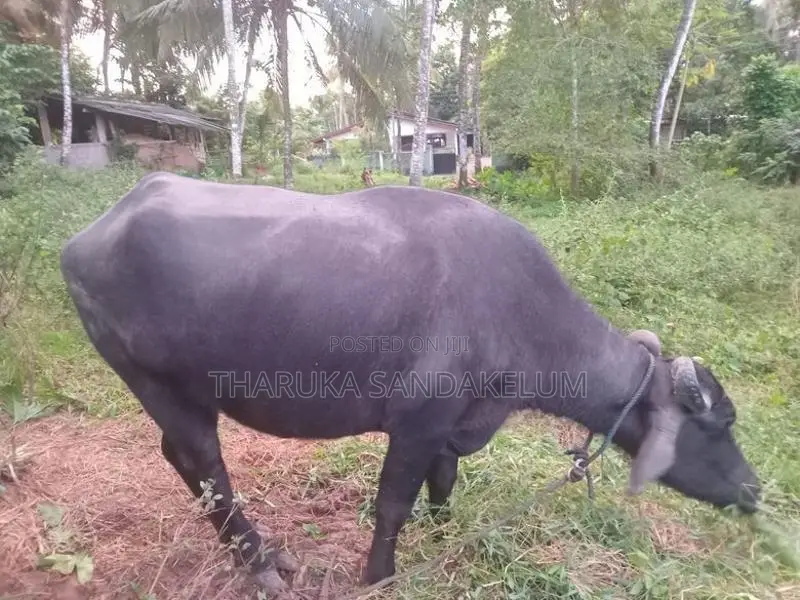 Farm Cow