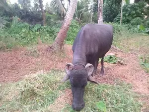 Farm Cow