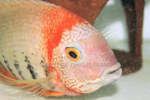 Red Shoulder Severum