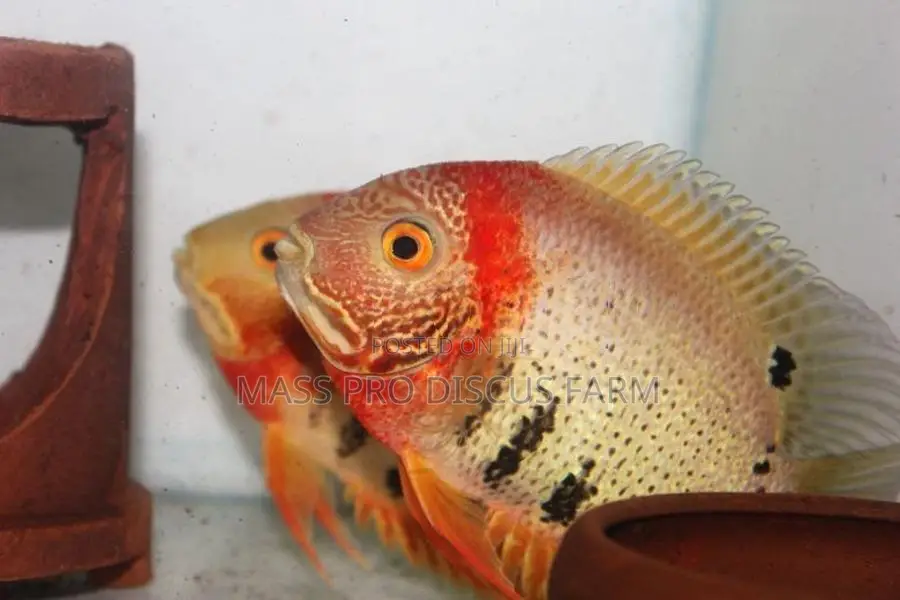 Red Shoulder Severum