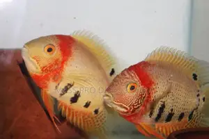 Red Shoulder Severum