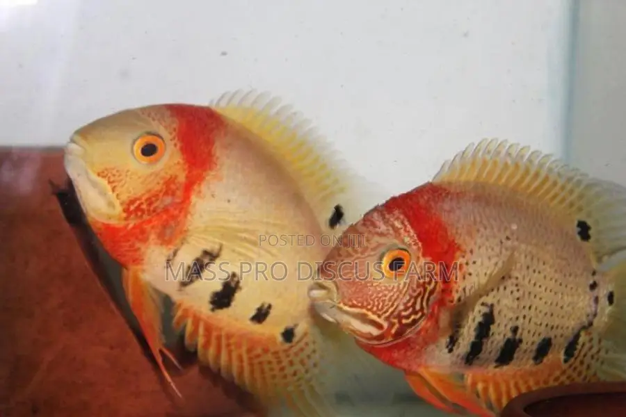 Red Shoulder Severum