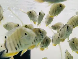 Red Shoulder Severum