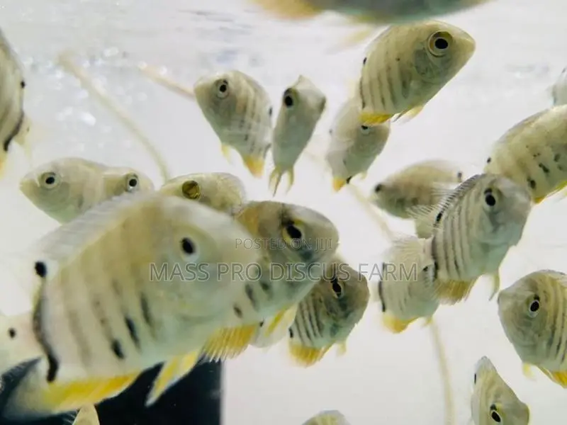 Red Shoulder Severum