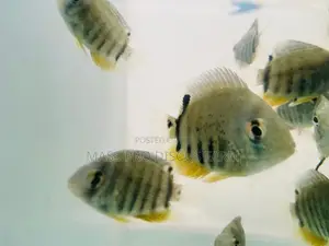 Red Shoulder Severum