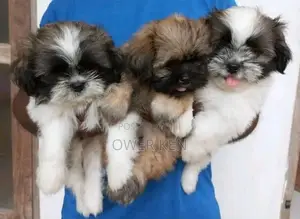 Shih Tzu