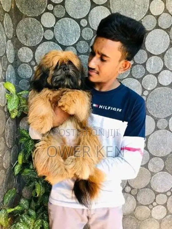 Shih Tzu