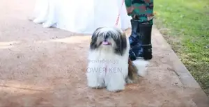 Shih Tzu