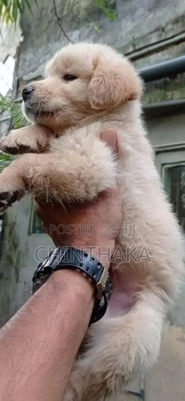 Golden Retriever Puppy