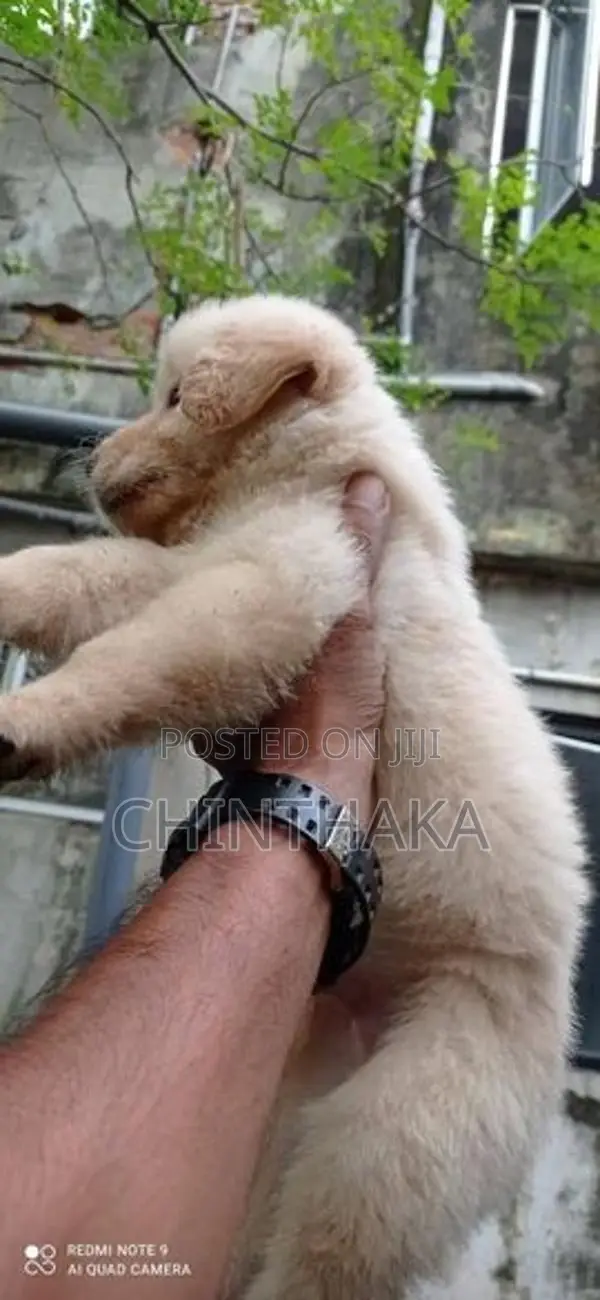 Golden Retriever Puppy
