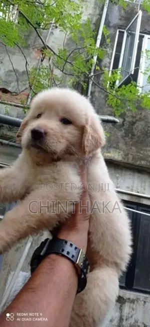 Golden Retriever Puppy