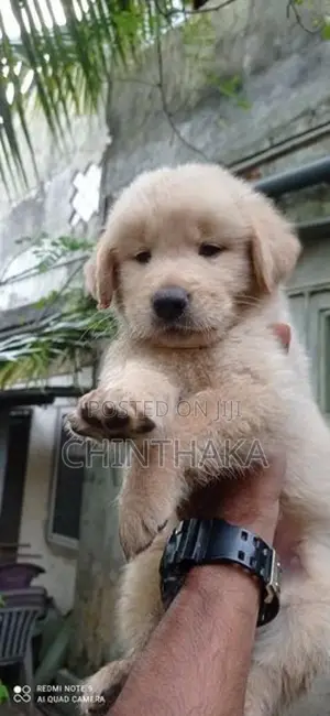 Golden Retriever Puppy