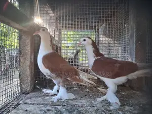 Pigeons