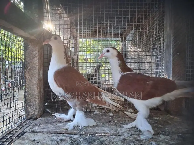 Pigeons